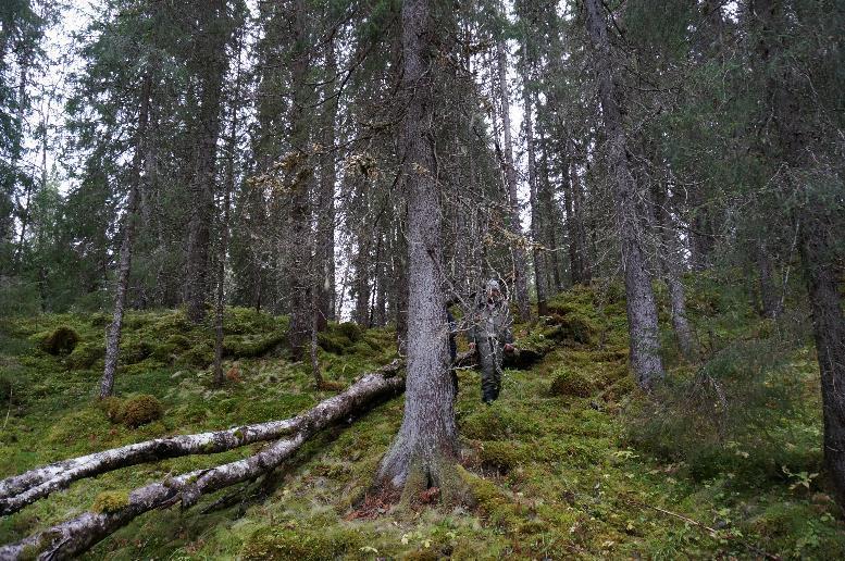 pulmonaria (LC, nederst til høyre), gullprikklav Pseudocyphellaria crocata (VU, nederst til høyre), Ohrolechia gowardi (LC, nederst til høyre). Foto: Helene Lind Jensen Lokalitet 3.