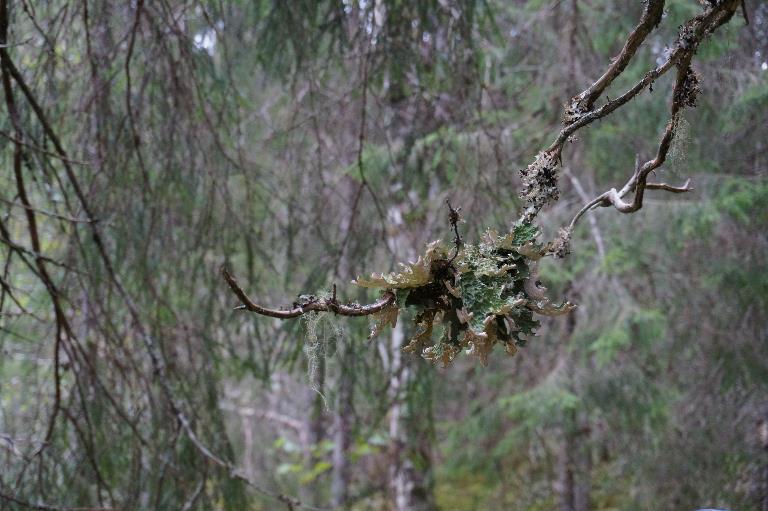 . Figur 7 Lungenever i grankronen i Olsengelva. Foto: Helene Lind Jensen Tabell 2. Artsliste i Olsengelva. Arter merket med * tilhører Trøndelagselementet og ** tilhører Lobarion-samfunnet.