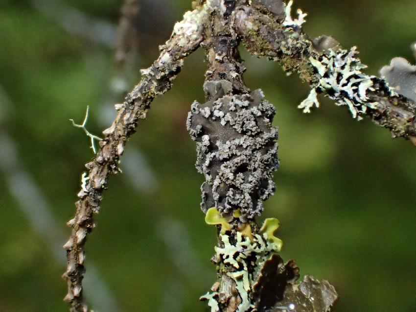 Hypogymnia incurvoides DD Ochrolechia androgyna Grynkorkje LC Chaenotheca gracillima Langnål LC Sphaerophorus