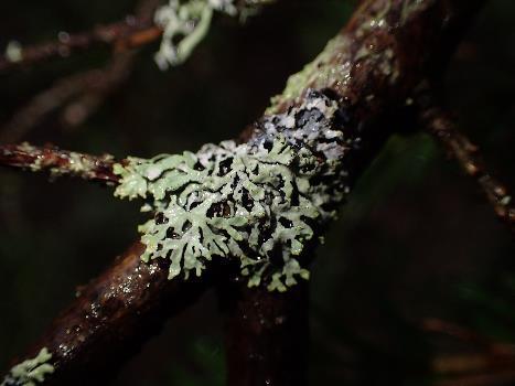 Artsliste i Almdalen-Ekorndalen naturreservat.