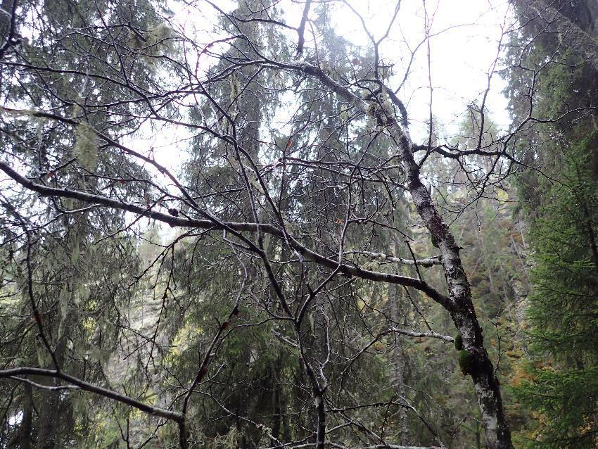 Figur 3 Trønderlav Erioderma pedicellatum (CR) på bjørk. Foto: Helene Lind Jensen Andre spennende arter ble funnet på gamle furulægere i lavfuruskogen (Tabell 1). Tabell 1. Artsliste Rendalen.