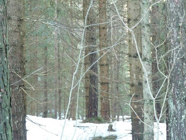 SKOGFOND Skogfondet er et viktig skogpolitisk virkemiddel og det viktigste økonomiske grunnlaget for investeringer i skogbruket.