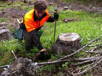 I 2013 ble 135 skogeiere med mer enn 250 m 3 granavvirkning og uten registrert planting i skogfondregnskapet utvalgt av Statens landbruksforvaltning for videre oppfølging.