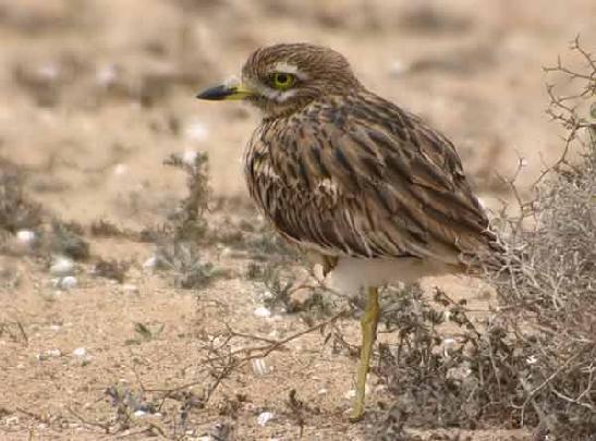 Burhinus oedicnemus pasarea ogorului Statut: specie periclitata Biotop: Câmpuri aride, stepe (prefera stepa cu Euphorbia), adesea pe sol nisipos (grinduri, dune de nisip, litoralul marii) sau pe