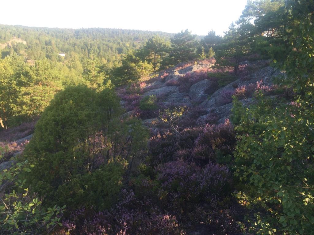 Bilde 3. Bilde av nordlig tomt med antatt plassering av fritidsbolig 8.2 Miljøvernfaglige vurderinger 8.2.1 Naturverdier Planområdet består av en bratt vestvendt skåning ut mot Vågøyfjord mot vest.