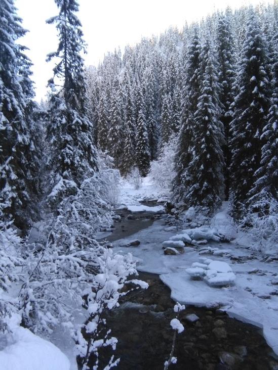 I dalbunnen er det stedvis høyt innslag av eldre lauvtrær, særlig bjørk og rogn, og granskogen finnes svært grovvokst, med brystdiameter på 80 cm. Lobarionsamfunnet er ganske rikt.