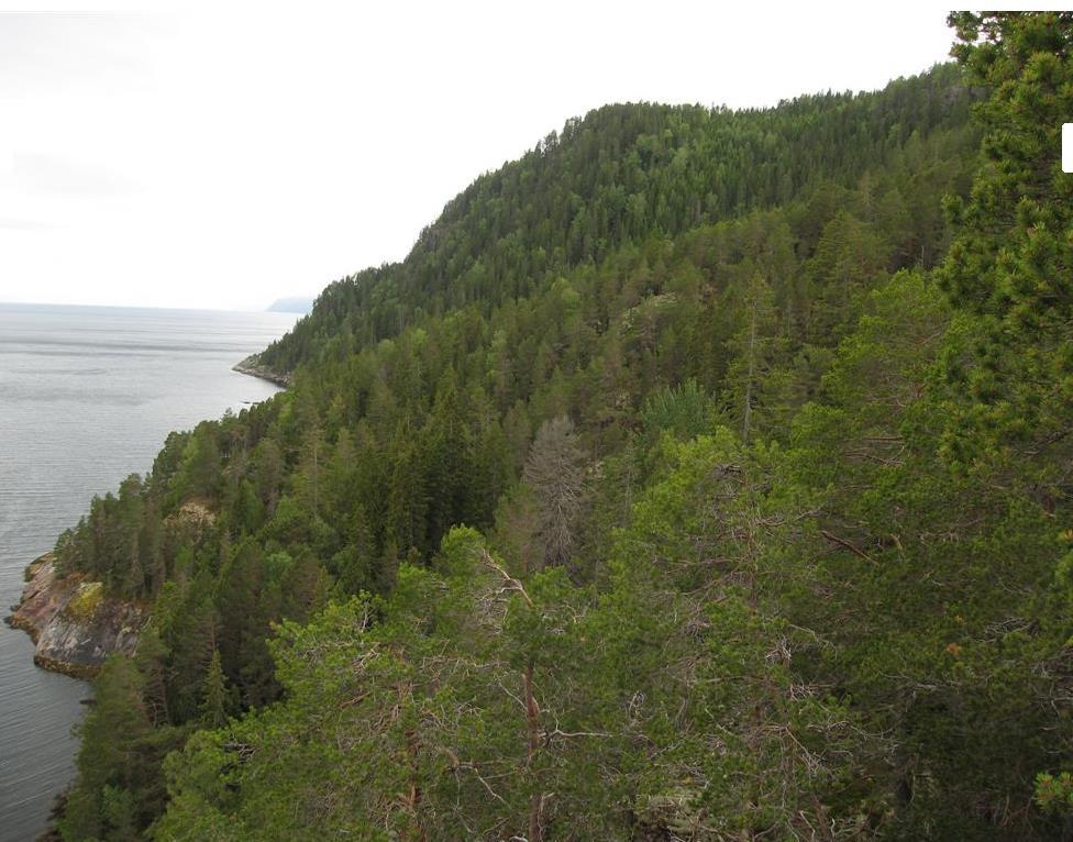 Kammen og Kaldalen naturreservat, Inderøy og Leksvik kommuner Området består av lavlandsskog i såkalt sørboreal sone, i form av gammel skog og naturskog under naturlig dynamikk.