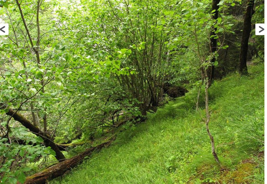 Her finnes gran, furu, einer, hengebjørk, osp, selje, hegg, rogn, hassel og litt alm. Her er det også rik og variert karplantevegetasjon, med blåveis, trollbær, gulflatbelg, mfl.