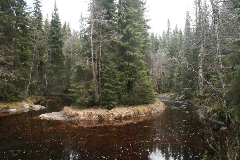 Olsengelva, naturreservat, Namsos kommune Området er en boreal regnskog av den såkalte namdalstypen, med bl.a. gullprikklav og den sjeldne granfiltlaven.