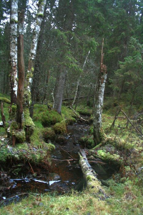 Namdalstypen av boreal regnskog opptrer typisk i ravinedaler i marin leire, og på substrat med høg ph.