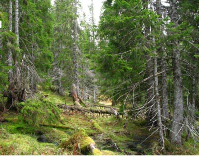 Ferjlia naturreservat, Verran kommune Områdets verdier er knyttet til fuktig, gammel granskog under naturlig dynamikk, med en del meget gamle grantrær (+ 200 år), samt noe gammel rogn og bjørk.