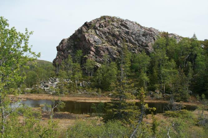 Arter i lungeneversamfunnet finnes på rogn, og det er noe olivin/kalkgrunn med potensial for arter knyttet til denne berggrunnen. Området er tett belagt med kjerneområder og MISområder.