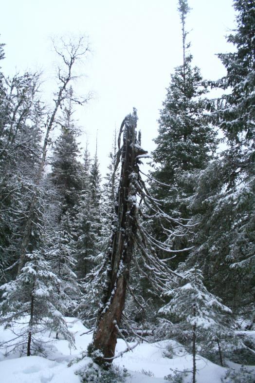 Lødding naturreservat, utvidelse. Namsos kommune.