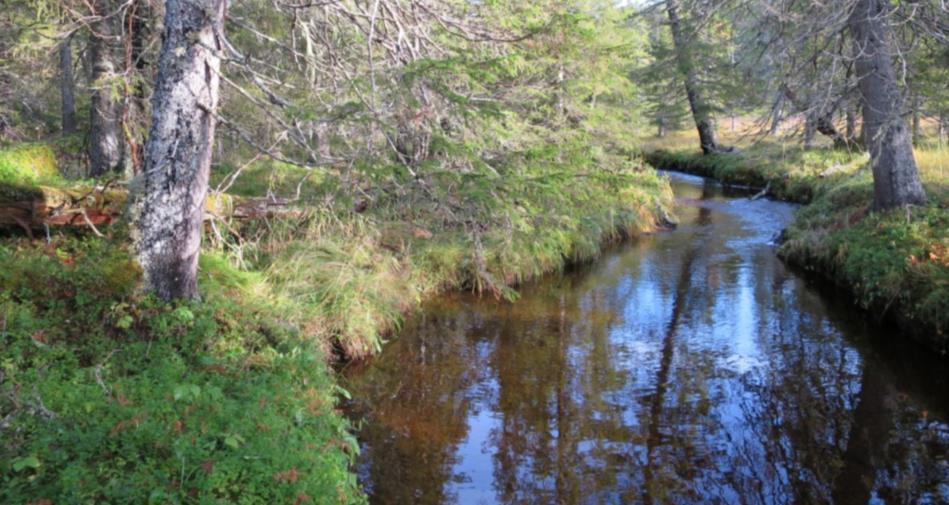 Storengvatna naturreservat, Fosnes kommune Området har høy andel av gamle skoger i et landskap omkring Storengvatna, med mange kjerneområder og gode forekomster av rødlistearter.