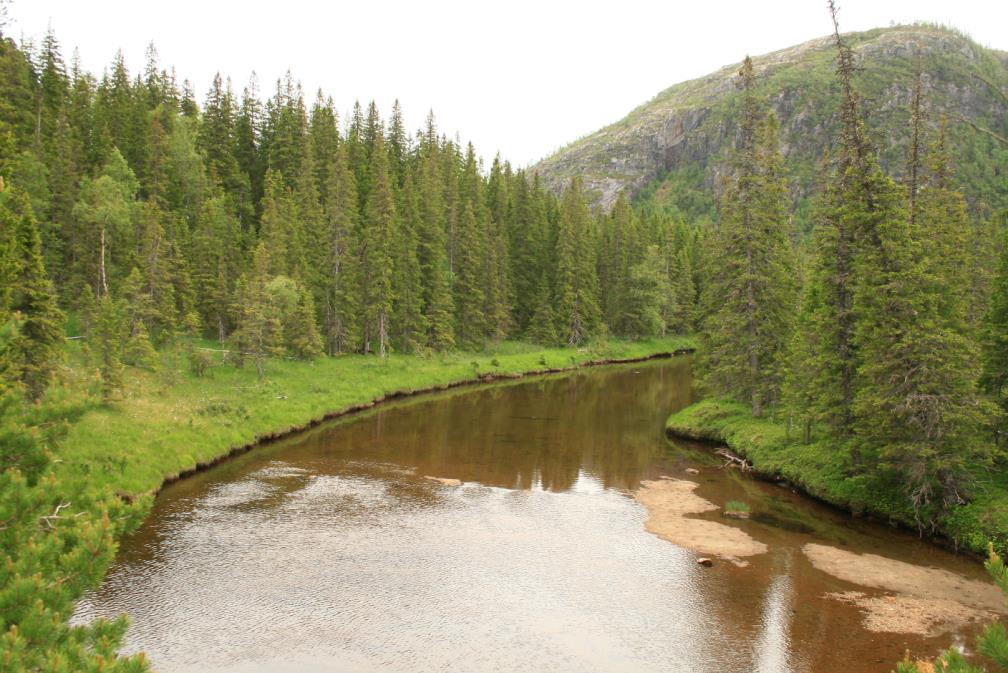 Selv om mesteparten av skogen er av fattige typer, så er området variert. Elver og bekker meandrerer i løsmasseavsetninger, og her finnes partier som har karakter av flommarkskog.