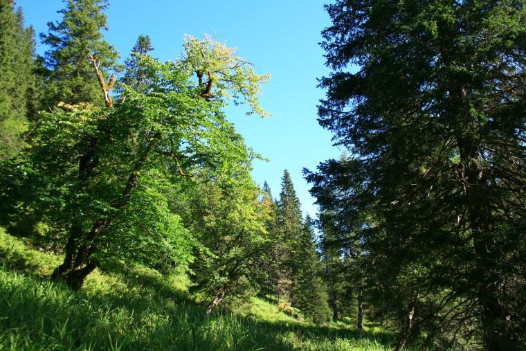 Treslag som gran, bjørk, furu, rogn, gråor, alm, osp og hegg inngår. Det er noe forsumpet granskog, innslag av kalkskog og almebestand.