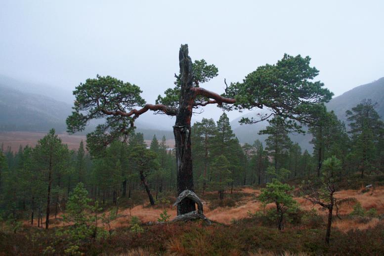 Elvekløfta har rike skogtyper av naturskog, med høgstaudegranskog, storbregnegranskog, lågurtgranskog, innslag av almeskog, sumpskog, kalkskog og fuktig skog karakterisert som boreal regnskog.