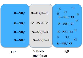 Ionparmediert transport som mekanisme for ekstraksjon av hydrofile substanser fra biologiske væsker i tre-fase LPME ble først publisert i 2003 [7].