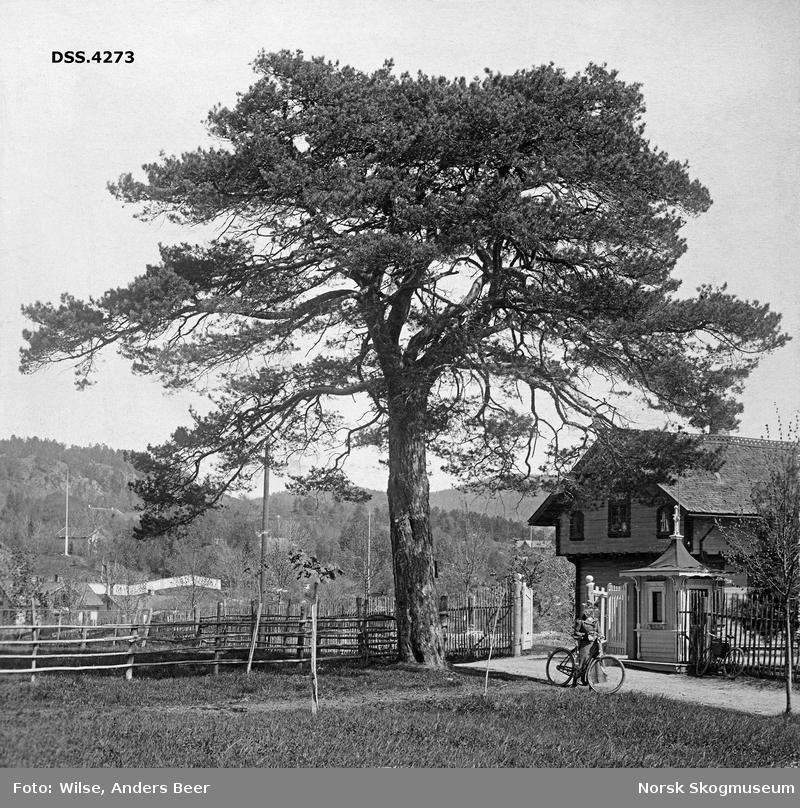 Bildet tilhører Norsk Skogmuseum. Furuen er hovedmotivet for dem. Den samme furuen står her fremdeles.