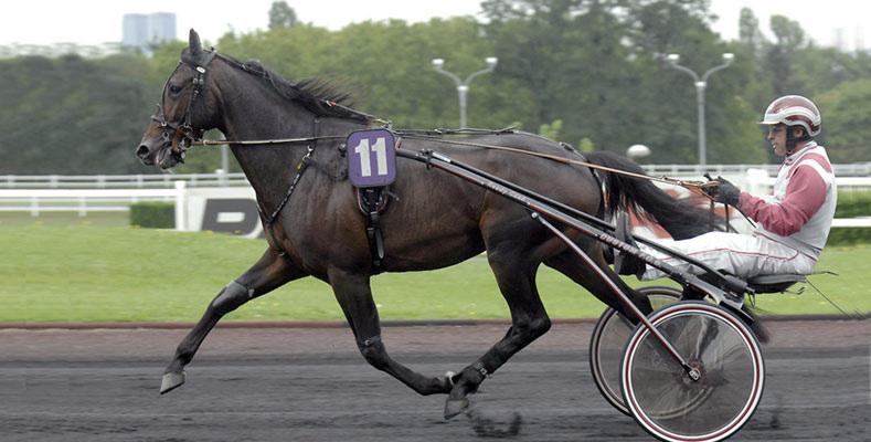 mai hos oppdretter Pierre Tebirent på Haras De La Fesniere i La Chapelle- Rainsouin i Mayenne departementet.