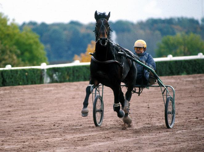 Både innavl og linjeavl på Florestan har blitt gjort mange ganger i Frankrike, med stort hell, men ingen andre