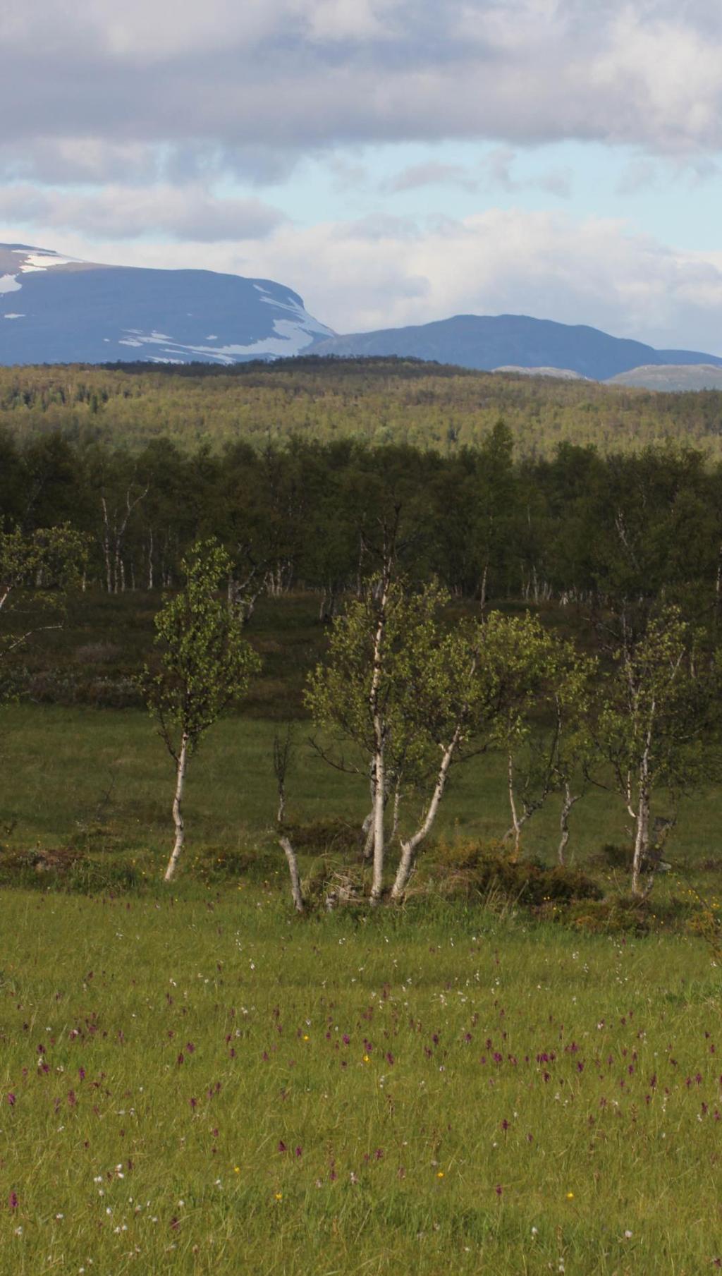 naturreservat Årsrapport