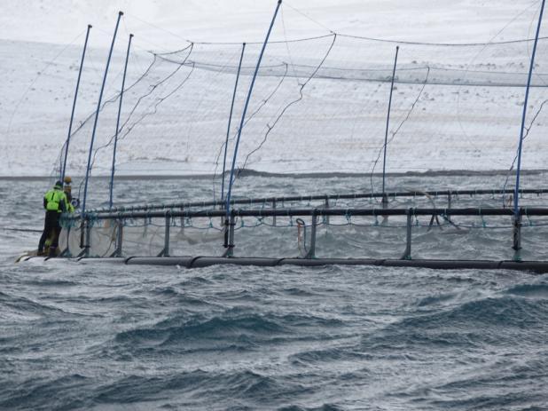 Norge produserer 1.300.000 tonn. Island kan nå produksjon på 130.