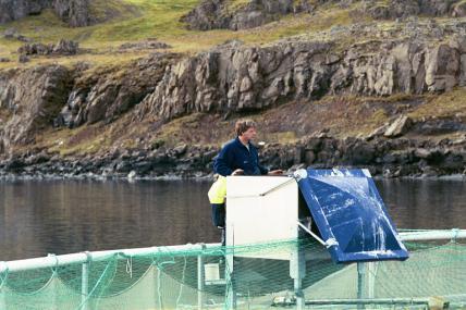 Sæsilfur starter lakseoppdrett i sjø Manglende kunnskap om smoltproduksjon Sterk Islandsk