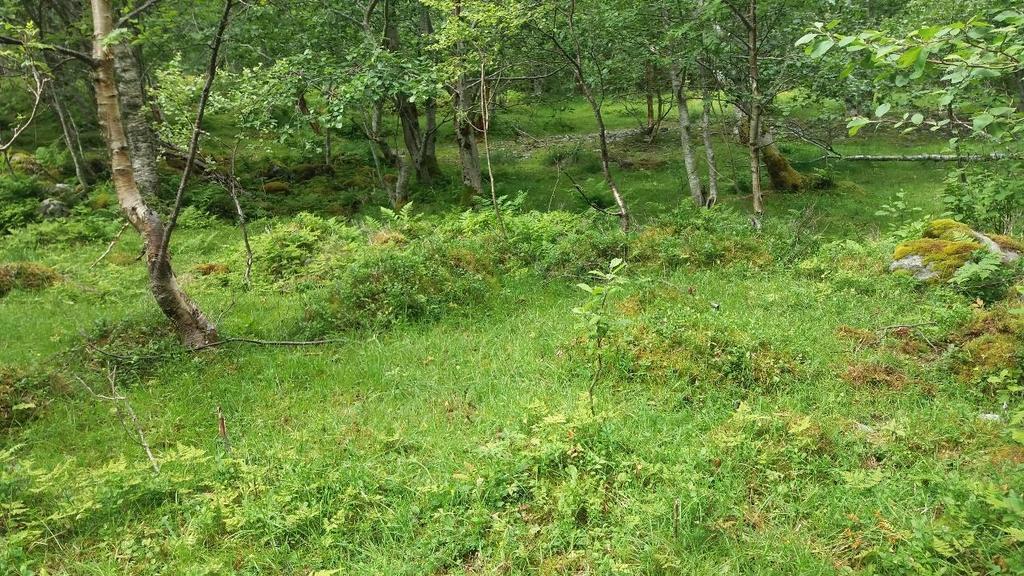 Registreringer Gjellan (hengebrua) Stølen Vi gikk langs stien mellom Gjellan og Stølen. Området var smalt med ura på den ene siden og elva på den andre.