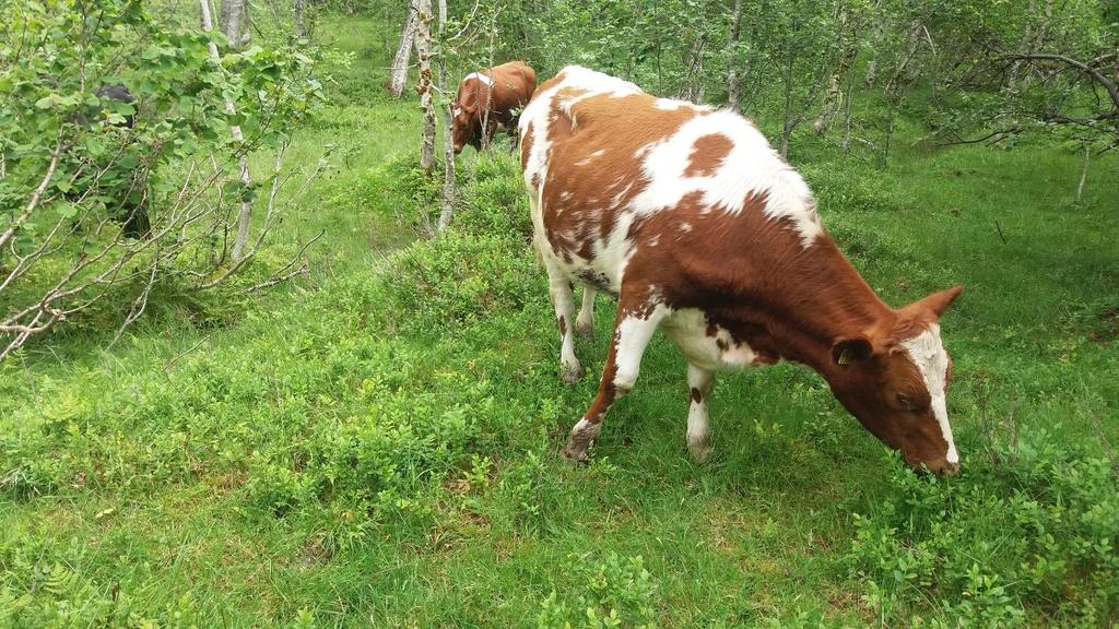 Innledning Beitebruk og dyrehold er i stadig forandring, og dyretall og dyreslag endres.