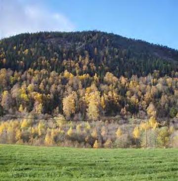 I overgangen mellom jordbruksarealene og dalsidene oppstår ofte en overgangssone med løvskog (Figur 44) Rand- og kant vegetasjonen langs jordbruksarealene og beitehagene med løvskog er karakteristisk