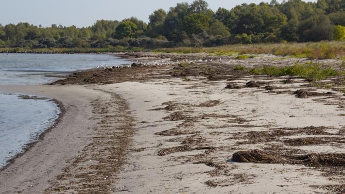 Schloss Bothmer (4.1 km) Dette imponerende slottet i barokkstil er fra den første halvdel av 1700-tallet og ligger like øst for Leonorenwald i det nordvestlige Mecklenburg.