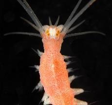 In this project, funded by the Norwegian Taxonomy Initiative (Artsdatabanken 2018-2020), we aim to assess the polychaete species diversity (one of the most abundant and diverse groups of benthic