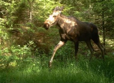 oppgaven (max 300 word): Gunnar Austrheim NTNU, James Speed NTNU, Erling Johan Solberg NINA, Anders Kolstad NTNU Ecological effects of moose browsing on boreal forests Aim: To determine ecological