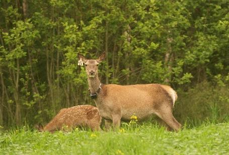 (max 20 ord): oppgaven (max 300 ord): Gunnar Austrheim NTNU, James Speed NTNU, Erling Johan Solberg NINA, Erling Meisingset NIBIO Effects of red deer browsing on biodiversity, ecosystem functions and