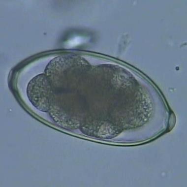 Egg from a lungworm parasite in the fecal sample from a house sparrow: Associate professor Henrik Jensen, Centre for Biodiversity Dynamics (CBD), Department of Biology (IBI) (www.ntnu.