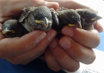 Nestlings from a house sparrow brood: Associate Professor Henrik Jensen, Centre for Biodiversity Dynamics (CBD), Department of Biology (IBI) (www.ntnu.