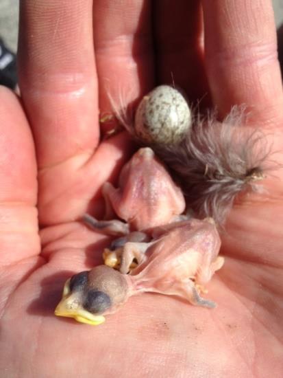 Small nestlings and an egg from a house sparrow nest: Associate Professor Henrik Jensen, Centre for Biodiversity Dynamics (CBD), Department of Biology (IBI) (www.ntnu.