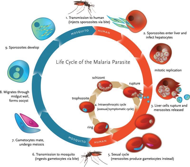 Figur.3: Livssyklus av malariaparasitten (Klein 203)..2.2 Malariamyggen og smitterisiko I de fleste tilfeller er malaria overført gjennom bitt av hunnkjønnede Anopheles mygg.