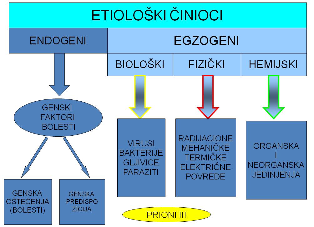 Slika 5. Etiološki ĉinioci bolesti Egzogeni ĉinioci napadaju organizam iz spoljašnje sredine ili okruţenja i dovode do razliĉitih patofizioloških stanja odnosno bolesti.