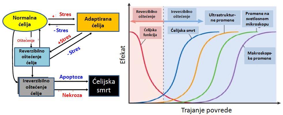 2.2.OPŠTA REAKCIJA ĆELIJA NA POVREDU I ĆELIJSKA SMRT U okviru razliĉitih ptofizioloških procesa u organizmu dolazi do prilagoċavanja funkcionalnih mehanizama na delovanje neke patološke nokse.