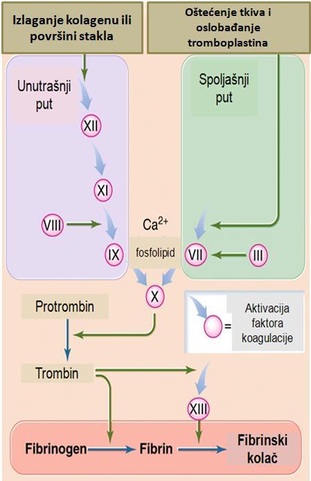 Slika 75. Koagulacija krvi U procesu hemostaze dolazi do preklapanja tri procesa: 1. Primarna hemostaza ili obrazovanje primarnog ugruška,