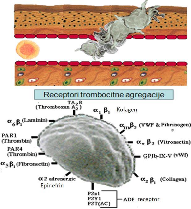 Slika 77. Receptori trombocitne agregacije Uloga endotelnih ćelija u supresiji hemostaze Kada govorimo o hemostazi treba navesti i ulogu endotelnih ćelija u supresiji hemostaze.