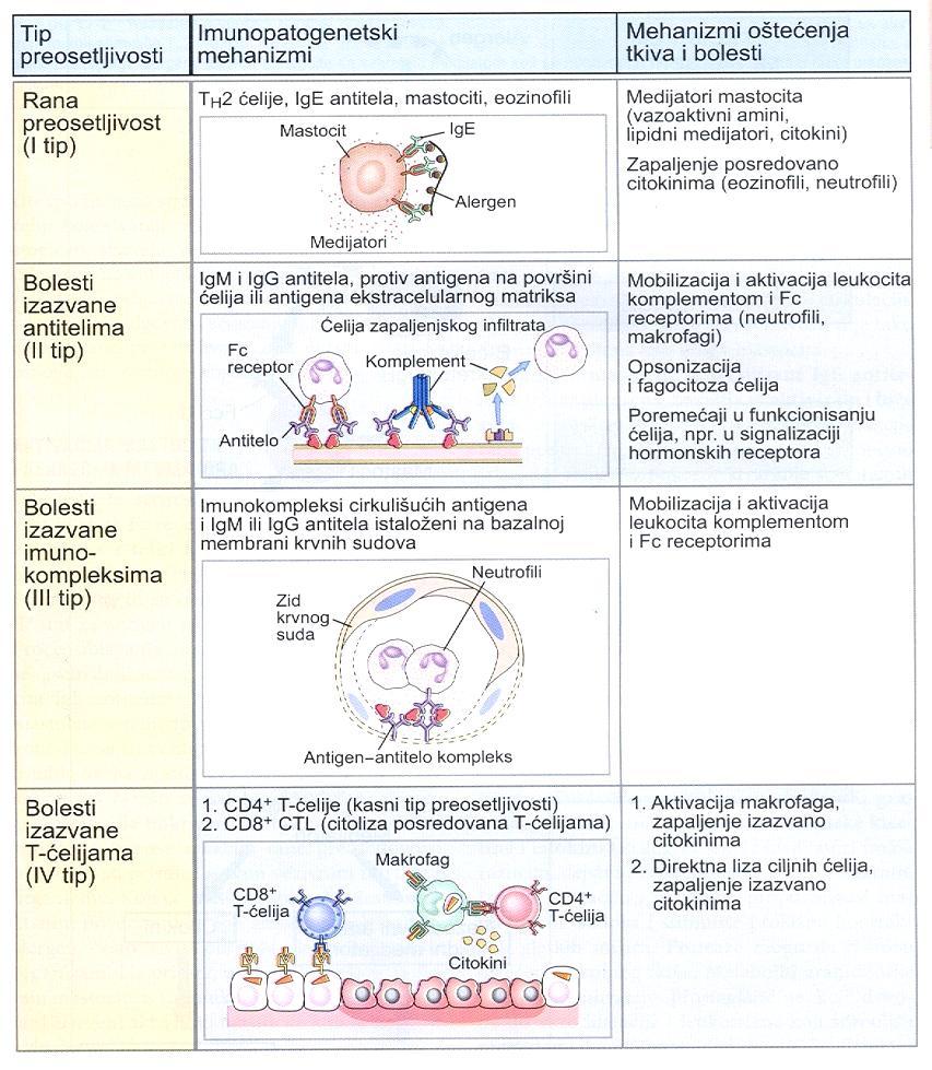 Hipersenzitivne reakcije reakcije imunske preosteljivosti Ovo su intenzivne i prenaglašene reakcije imunskog sistema koje nastaju kada je odgovor na patogene, uslovno patogene ili potpuno nepatogene