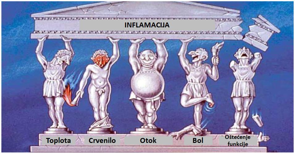 2.3.PATOFIZIOLOGIJA INFLAMACIJE Inflamacija ili zapaljenje predstavlja odgovor organizma na razliĉite etiološke nokse iz spoljašnje i unutraċnje sredine.