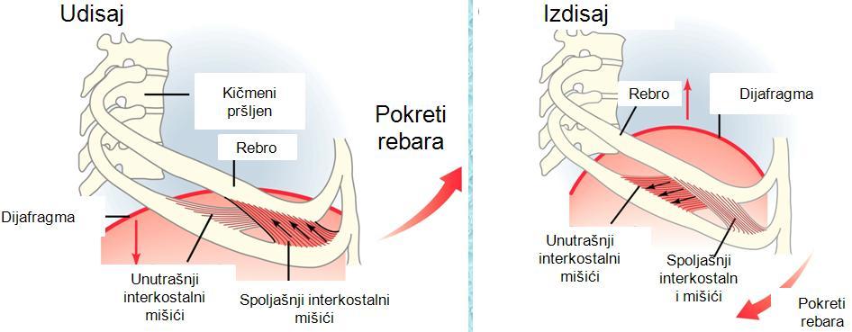 Slika 84. Anatomske strukture koje uĉestvuju u disanju Kada govorimo o plućnim kapacitetima onda razlikujemo: ukupni kapacitet pluća, TLC (engl.