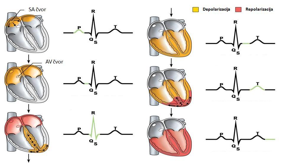 Slika 92. Autonomni sistem srca i elektriĉni impulsi Srĉane funkcije se dešavaju sinhrono u okviru srĉane revolucije.