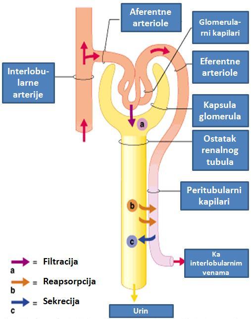 Jaĉina ili intenzitet glomerulske filtracije (JGF) predstavlja osnovni pokazatelj funkcije glomerula, i moţe da se izraĉuna pomoću formule: GF = K f x P net, pri kojoj K f predstavlja