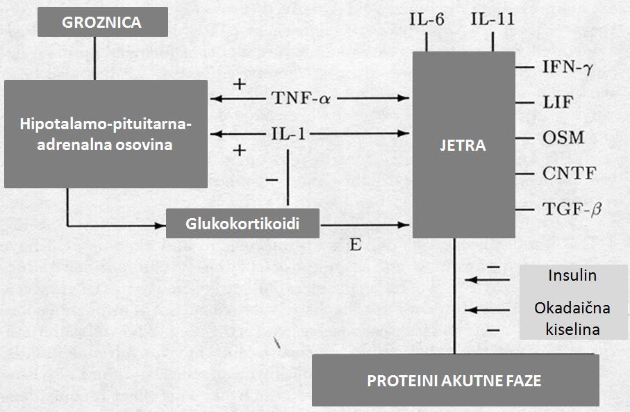 CRP normalni serumski protein, ĉija se koncentracija ne povećava za vreme akutne faze.