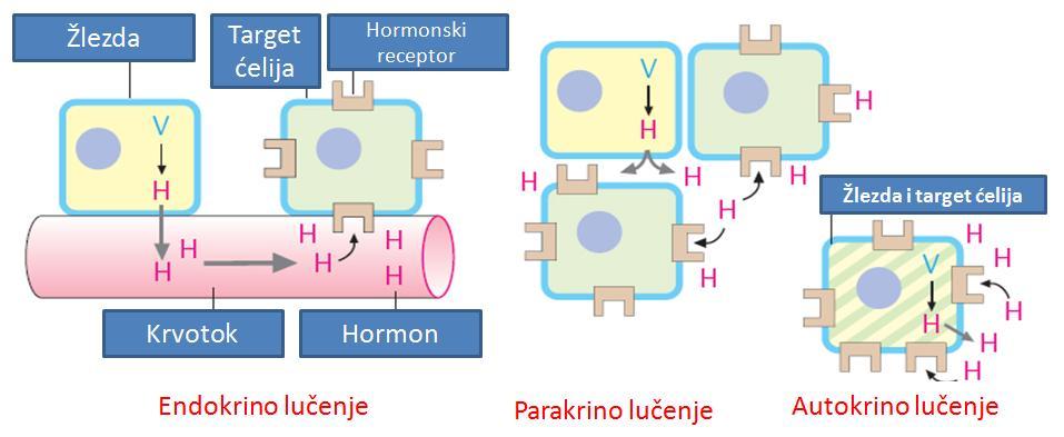 5.4.PATOFIZIOLOGIJA ENDOKRINOG SISTEMA Endokrini sistem ĉine više ţlezda rasporeċenih u organizmu i endokrine ćelije, koje se nalaze u drugim organskim sistemima i tkivima.